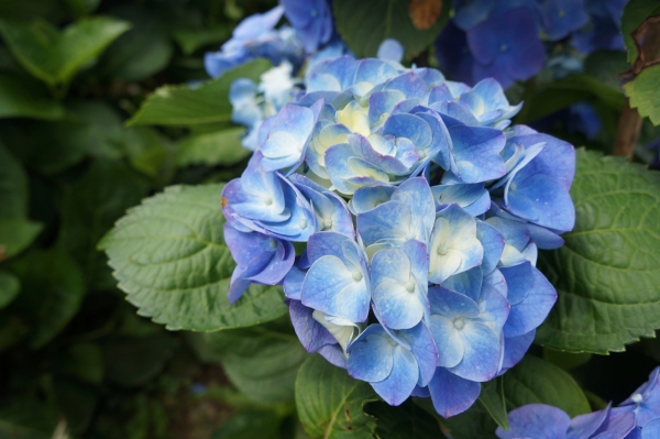 DSC08689a1200