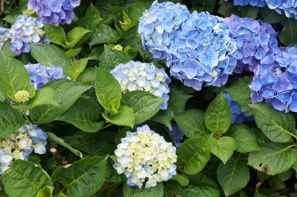 DSC08692a1200
