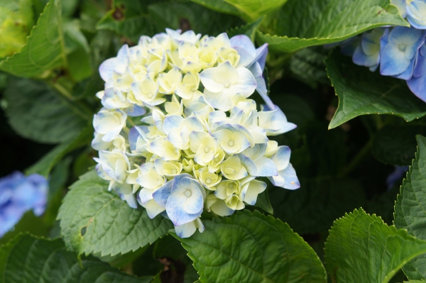 DSC08696a1200