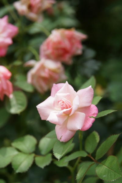 DSC08559a1200