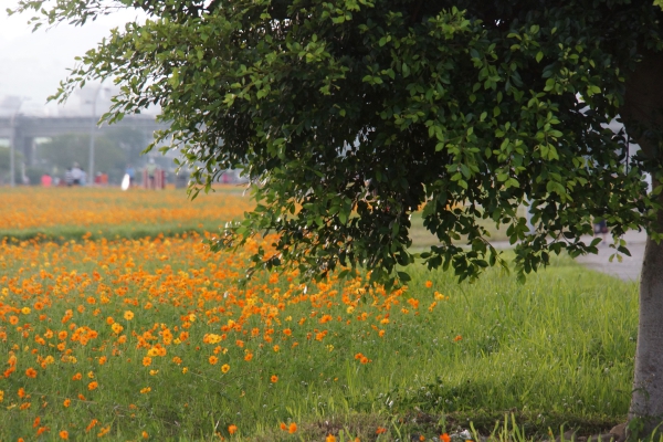 DSC07955a1200