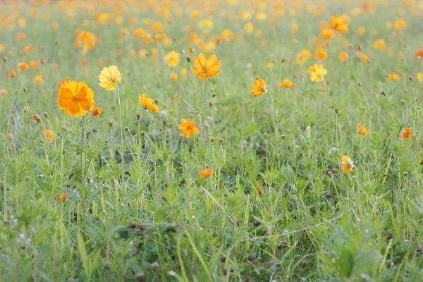 DSC08094a1200