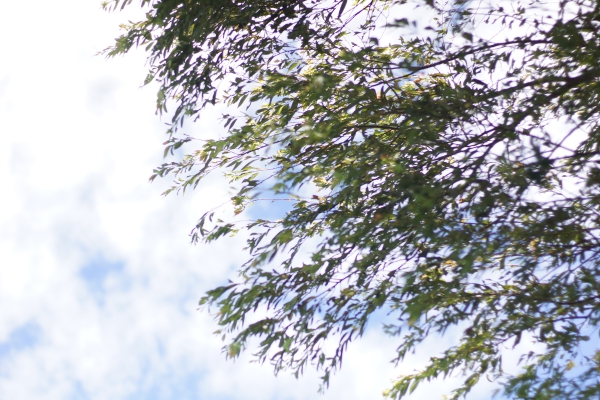 dsc06262a1200